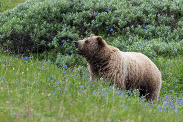 istock Grizzly, brown bear, Alaska, Denali national park 1339901496