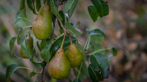 Trio of wild pears stock photo