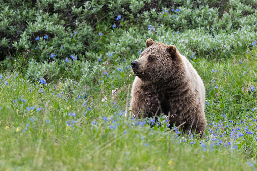 Grizzly bear, ursus arctos , in its natural habitat. Bear eating flower plant. Bluebells flower field.