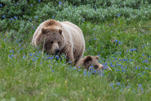 istock Grizzly, brown bear, Alaska, Denali national park 1339901573
