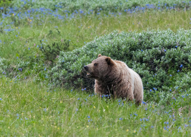 istock Grizzly, brown bear, Alaska, Denali national park 1339902177