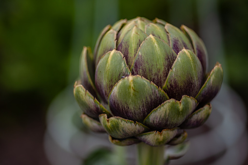 Side close up of an Artichoke