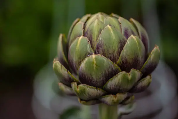 Side close up of an Artichoke