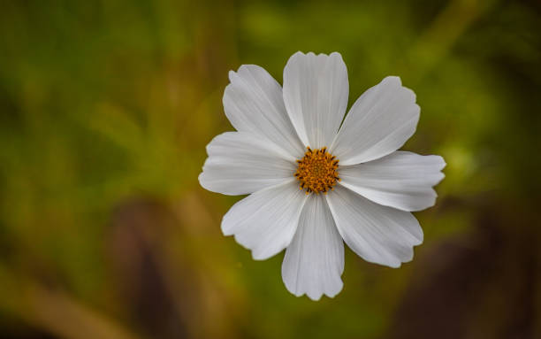 istock White cosmos flower - Cosmos bipinnatus 1339902794