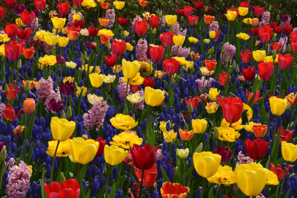 istock Mix of flowers 1339903486