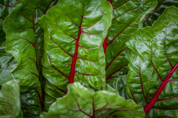 feuilles de rhubarbe de bette à carde - ruby red chard photos et images de collection