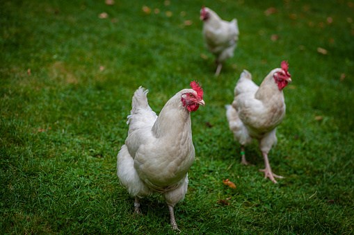 Group of white broiler chickens wandering around