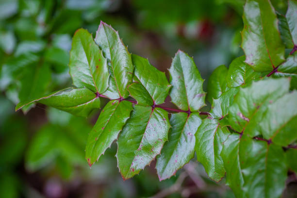 Cascade barberry - Mahonia nervosa stock photo