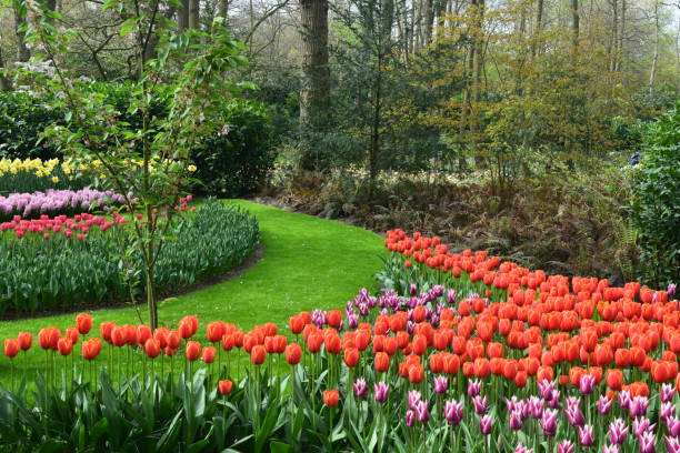 istock Tulips on the forest lawn 1339903925