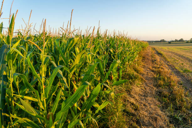 сельское хозяйство во франции - это регион бретань. поля готовы к уборке кукурузы в конце лета. выращивание зерновых культур кукурузы на сев - hybridization стоковые фото и изображения