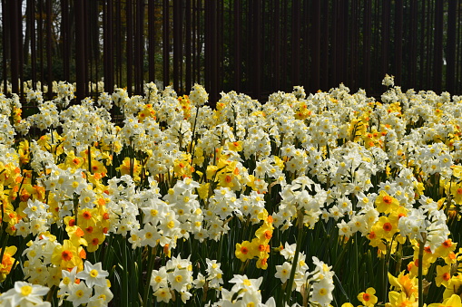 A field of white and yellow narcissis