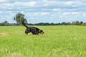 setter-gordon-auf-der-gr%C3%BCnen-wiese-rennt-auf-der-suche-nach-wildv%C3%B6geln.jpg?b=1&s=170x170&k=20&c=OTXw5b0MpToOMHRZYgSRbeU9tvkQc7LFPoVrCrqPLR4=