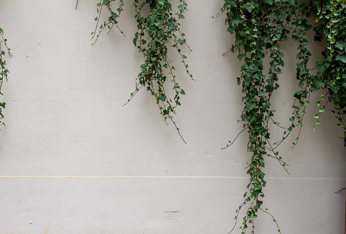 This image shows fresh green ivy vines and leaves partially covering a vintage white stone wall background.