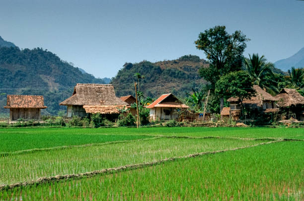 Vietnam A settlement of the so-called "White Thai", an ethnic minority in Northern Vietnam vietnamese culture photos stock pictures, royalty-free photos & images