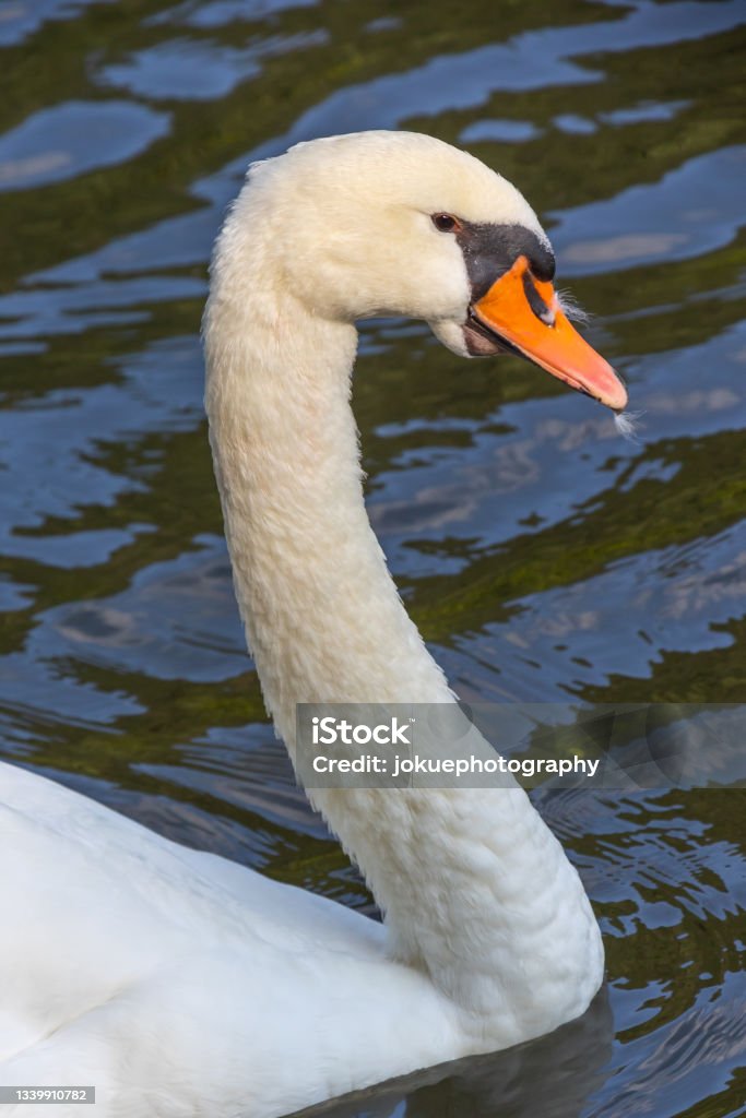 Prim-plan al unei lebede albe înotând pe apă - Fotografie de stoc Animal fără redevențe Prim-plan al unei lebede albe înotând pe apă - Fotografie de stoc Animal fără redevențe