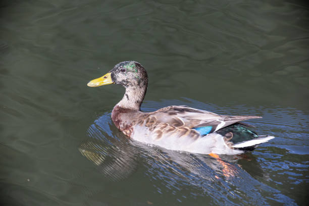 istock A male duck swimming on water 1339911014
