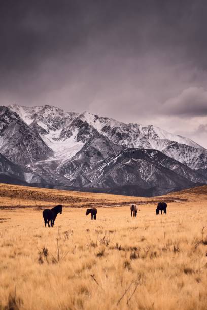 caballos galopando a través de una pradera fría junto a las nevadas y escarpadas montañas de los andes en valle de uco, mendoza, argentina. - estepa fotografías e imágenes de stock