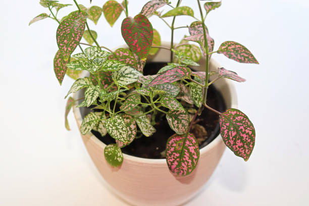 istock A multicolored polka dot plant in a white pot on a table 1339911933