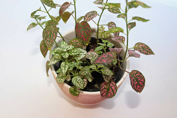 istock A multicolored polka dot plant in a white pot on a table 1339911936