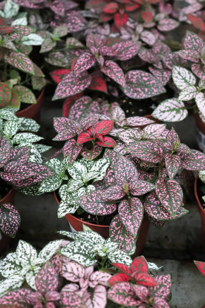 istock Various colored leaves in polka dot plants 1339911946