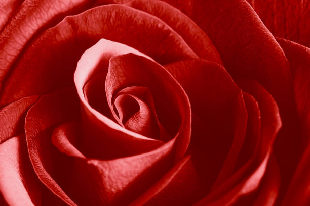 Background picture of close up red rose for love and valentine day.