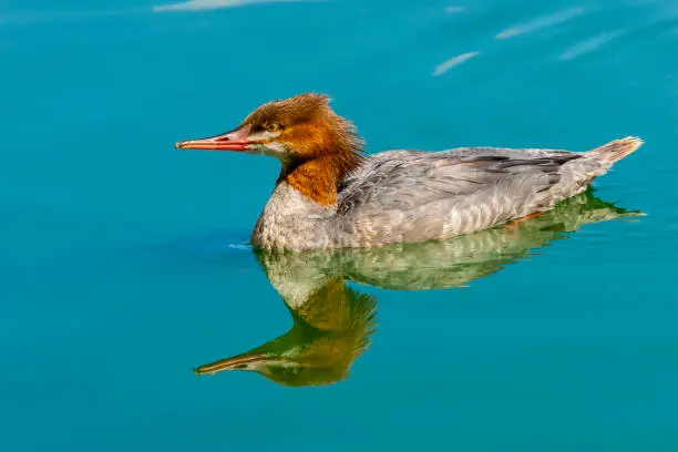 The Common Merganser (Mergus merganser) is a large diving duck that lives in rivers, lakes and saltwater in the forested areas of Europe, northern and central Asia, and North America.  It has a serrated bill that helps it grip its prey which are mostly fish.  In addition, it eats mollusks, crustaceans, worms and larvae.  The common merganser builds its nest in tree cavities.  The species is a permanent resident where the waters remain open in winter and migrates away from areas where the water freezes.  This female common merganser in non-breeding plumage was photographed while swimming at Walnut Canyon Lakes in Flagstaff, Arizona, USA.