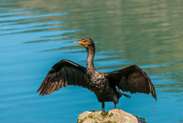 istock Male Double-Crested Cormorant With Wings Spread 1339913413