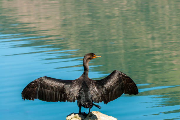 istock Male Double-Crested Cormorant With Wings Spread 1339913420