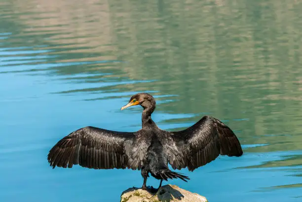 The Double-Crested Cormorant (Phalacrocorax auritus), with its distinctive orange throat and blue eyes, is a seabird whose habitat includes rivers and lakes as well as in coastal areas.  It is widely distributed across North America, from the Aleutian Islands in Alaska down to Florida and Mexico.  This male cormorant was photographed standing with his wings spread on the bank of Walnut Canyon Lakes in Flagstaff, Arizona, USA.