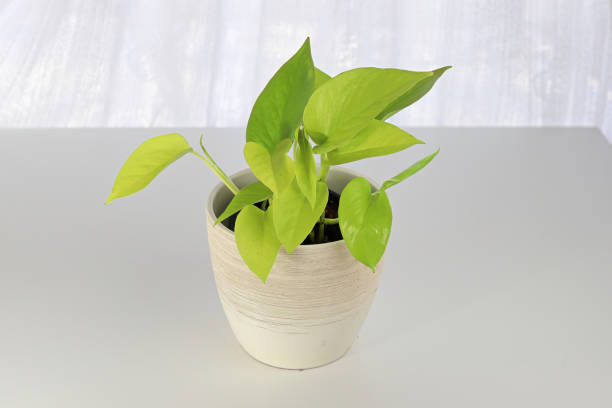 istock A neon pothos plant in a white pot on a white table 1339915844