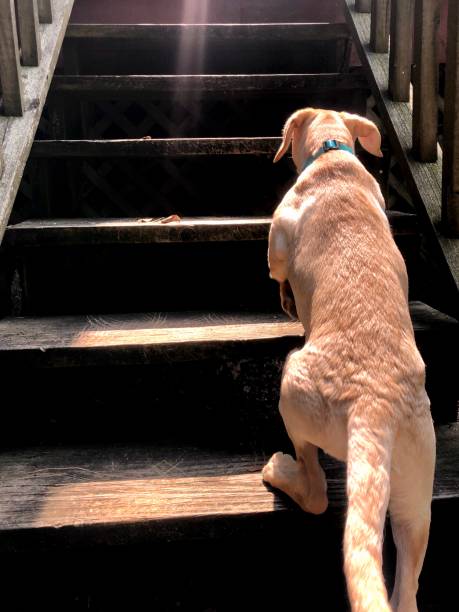 When Can Labrador Puppy Climb Stairs