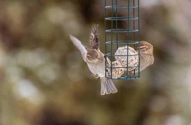 istock Sparrow or finch, eating bird 1339919691