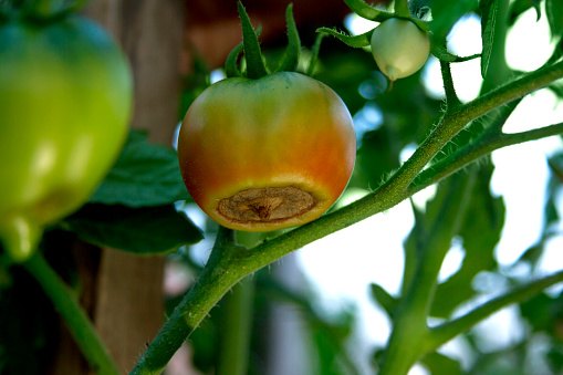 Disease of tomatoes. Blossom end rot on the tomato. Damaged semi-red fruit on the bush. Crop problems