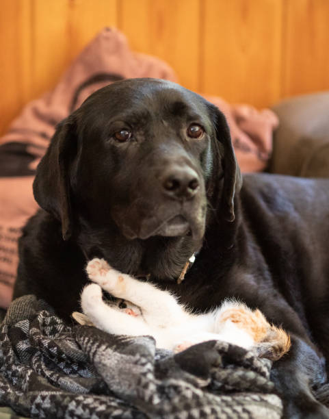 istock Large dog bonding with cute little kitten 1339925032