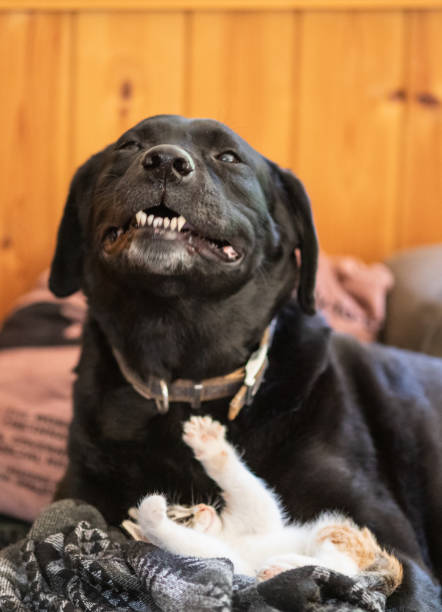 A large Black Labrador lying down with a tiny kitten in front of him on a couch.