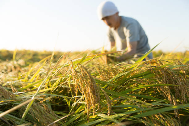 istock farmer checking ripe rice in rice field 1339925339