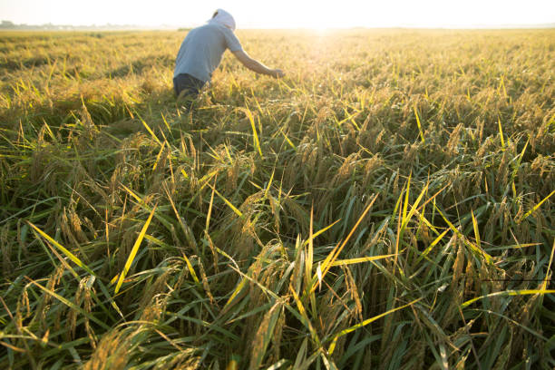 farmer checking ripe rice in the middle of rice field farmer checking and touching ripe rice in rice field agritourism stock pictures, royalty-free photos & images