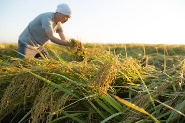 farmer checking ripe rice in rice field farmer checking and touching ripe rice in rice field niigata japan stock pictures, royalty-free photos & images