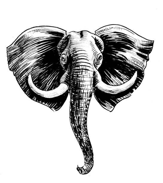 African elephant head Ink black and white drawing of an African elephant head elephant drawings stock illustrations