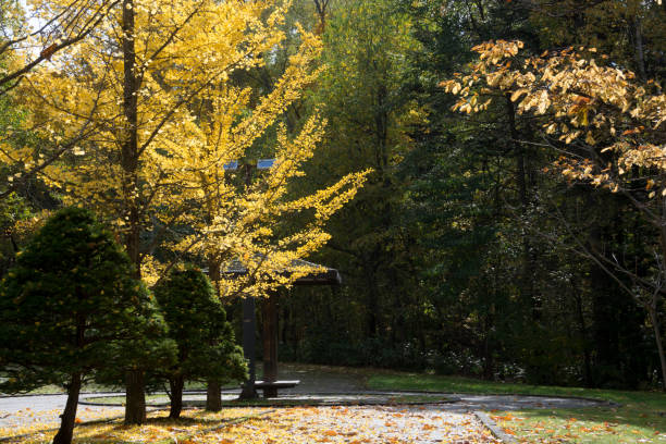 istock Ginkgo tree with yellow leaves shining in the backlight 1339926007