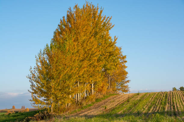 istock Rows of yellow leaves and autumn fields 1339926063