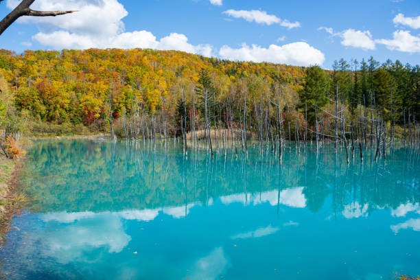 Autumn blue pond reflecting the blue sky Autumn blue pond reflecting the blue sky shirogane blue pond stock pictures, royalty-free photos & images