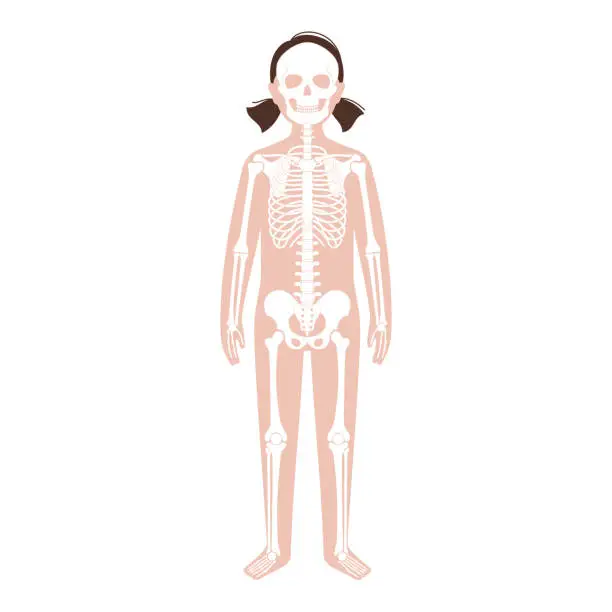 Vector illustration of Organs + Circ + Lymph + Skeleton