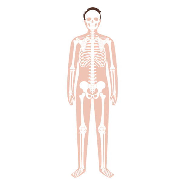 ilustrações de stock, clip art, desenhos animados e ícones de organs + circ + lymph + skeleton - pain rib cage x ray image chest