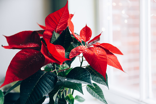 Beautiful yellow poinsettia plant at Christmas Time wrapped in red with Christmas lights de focused in the background.