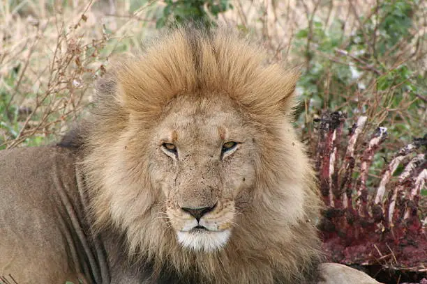 The male takes the 'lion's share', but it's the female lion that has to make the kill.