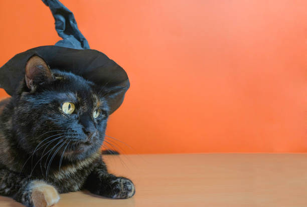 istock Cute multicolored cat in a witch hat on an orange background. Halloween holiday. 1339927871