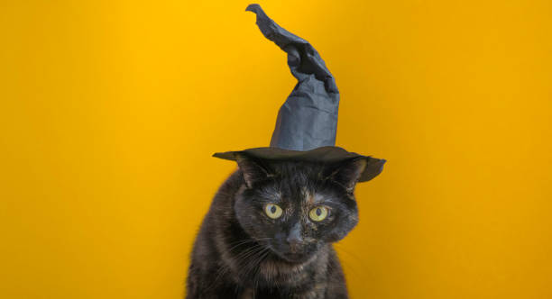 istock Cute multicolored cat in a witch hat on an orange background. Halloween holiday. 1339927873