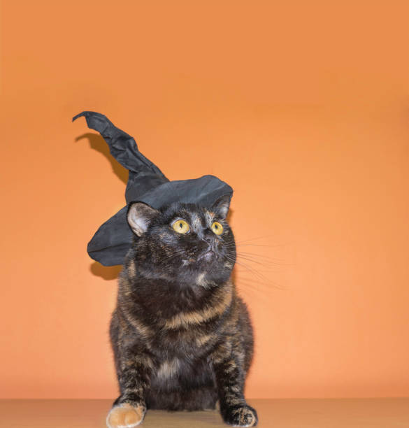 istock Cute multicolored cat in a witch hat on an orange background. Halloween holiday. 1339927875
