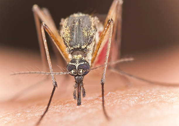 istock Mosquito sucking blood, extreme close-up 133993001